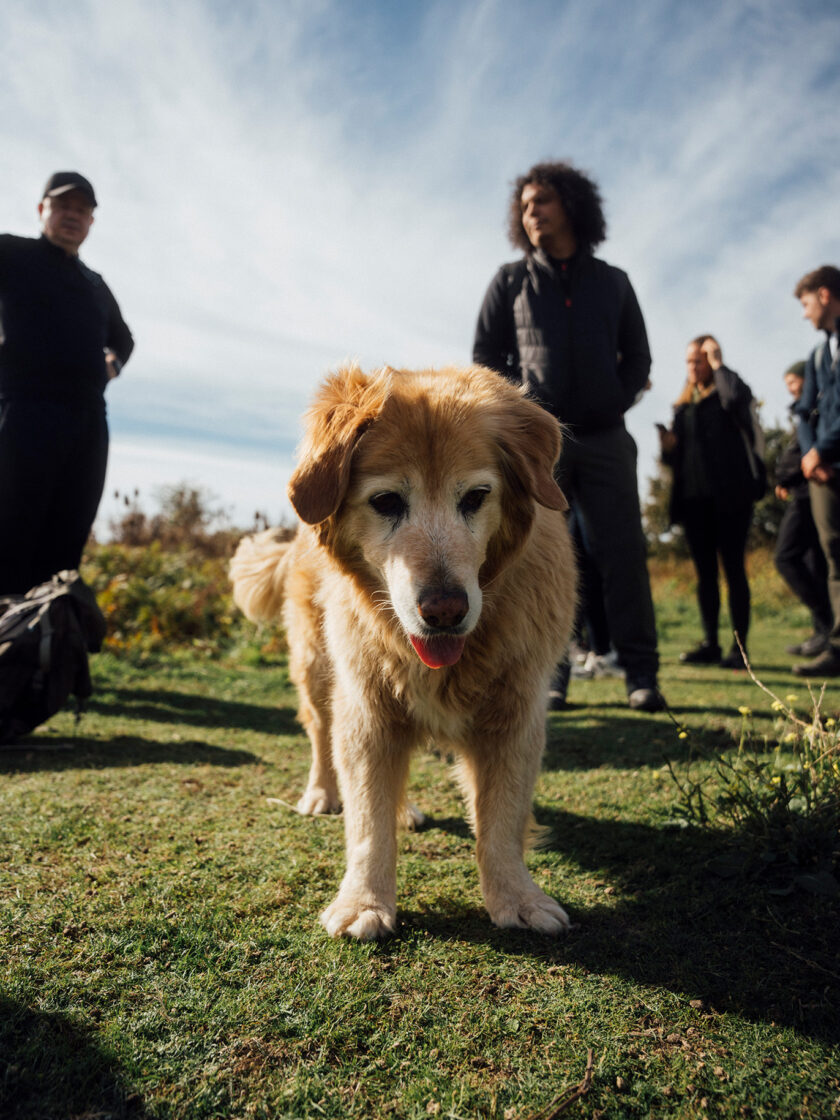 Golden Retriever steht im Vordergrund, umgeben von Menschen in der Natur.