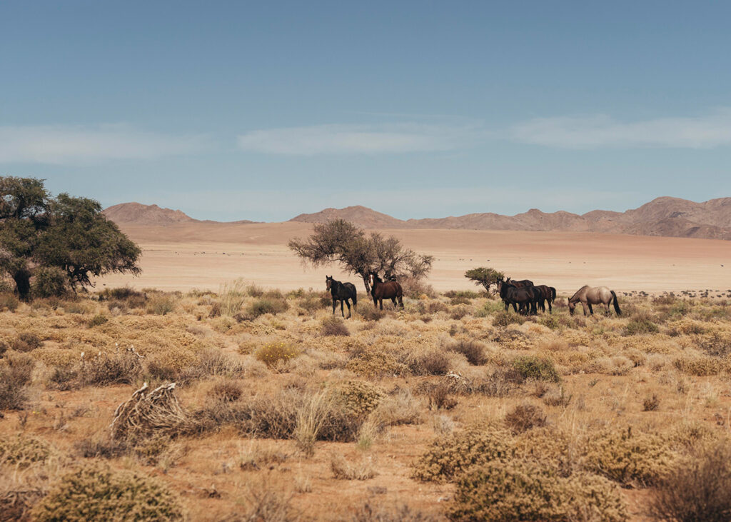 Wilde Pferde grasen in der trockenen Savannenlandschaft unter blauem Himmel.