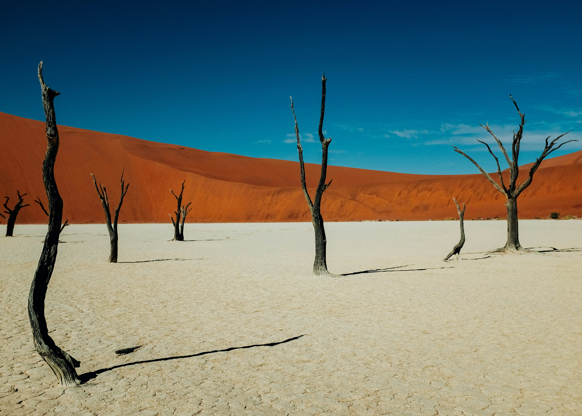 Trockene Landschaft mit toten Bäumen und roten Sanddünen im Hintergrund.