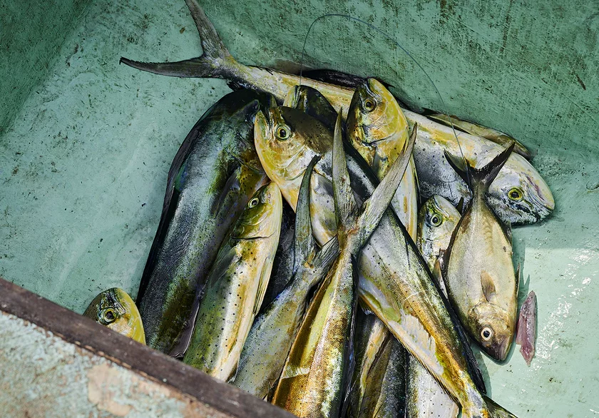 Frischer Fisch in einer Kiste, ideal für Meeresfrüchte-Liebhaber und Fischgerichte.